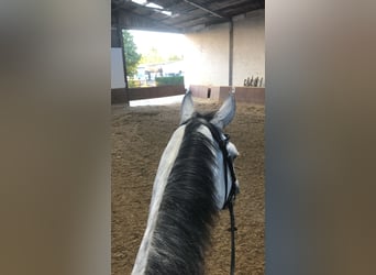 German Riding Horse, Gelding, 12 years, 17 hh, Grey