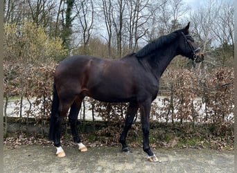 German Riding Horse, Gelding, 12 years, 17 hh, Smoky-Black