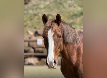 German Riding Horse, Gelding, 13 years, 15 hh, Chestnut-Red