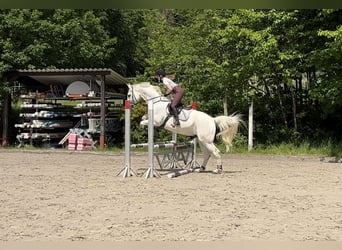 German Riding Horse, Gelding, 14 years, 16.1 hh, Gray