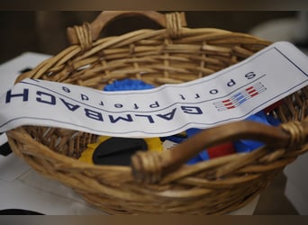 German Riding Horse, Gelding, 14 years, 16.2 hh, Bay-Dark