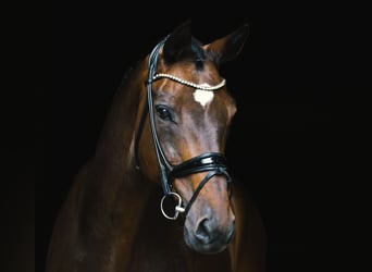 German Riding Horse, Gelding, 14 years, 16.2 hh, Brown