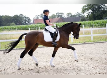 German Riding Horse, Gelding, 14 years, 16.2 hh, Brown
