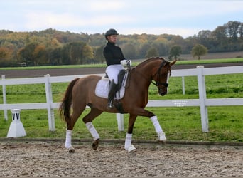 German Riding Horse, Gelding, 14 years, 16 hh, Chestnut