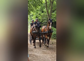 German Riding Horse, Gelding, 14 years, 16,1 hh, Brown