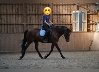 German Riding Horse, Gelding, 14 years, 16,1 hh, Brown