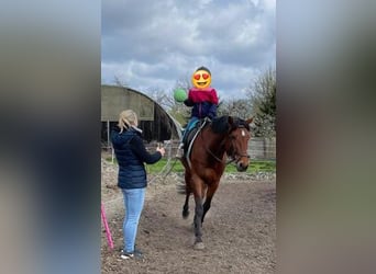 German Riding Horse, Gelding, 14 years, 16,1 hh, Brown