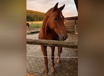 German Riding Horse, Gelding, 14 years, 16,3 hh, Chestnut-Red