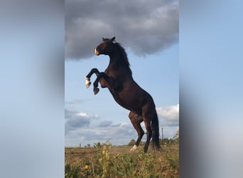 German Riding Horse, Gelding, 14 years, 17.1 hh, Bay-Dark