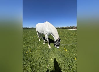 German Riding Horse, Gelding, 14 years, 17 hh, Grey-Fleabitten