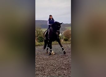 German Riding Horse, Gelding, 14 years, 17,2 hh, Brown