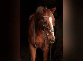 German Riding Horse, Gelding, 14 years, 18 hh, Chestnut