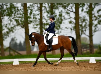German Riding Horse, Gelding, 15 years, 14.2 hh, Brown