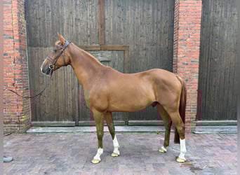 German Riding Horse, Gelding, 15 years, 15,2 hh, Chestnut-Red