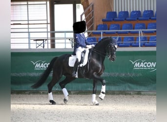 German Riding Horse, Gelding, 15 years, 16.2 hh, Black