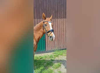 German Riding Horse, Gelding, 15 years, 16,3 hh, Chestnut-Red