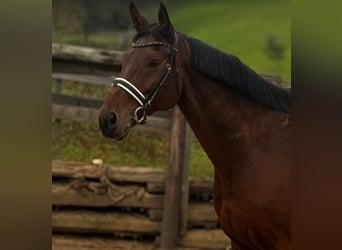 German Riding Horse, Gelding, 15 years, 17,1 hh, Brown