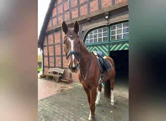 German Riding Horse, Gelding, 15 years, 17,2 hh, Chestnut-Red