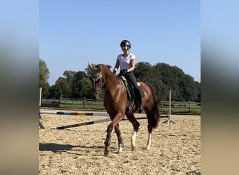 German Riding Horse, Gelding, 15 years, 17,2 hh, Chestnut-Red