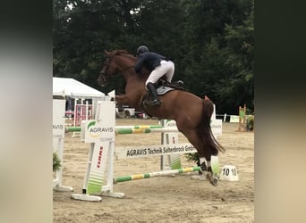 German Riding Horse, Gelding, 15 years, 17,2 hh, Chestnut-Red