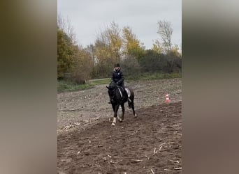 German Riding Horse, Gelding, 16 years, 15.2 hh, Smoky-Black