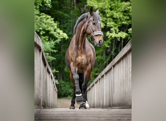 German Riding Horse, Gelding, 16 years, 16 hh, Bay-Dark