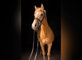 German Riding Horse, Gelding, 16 years, 16 hh, Palomino