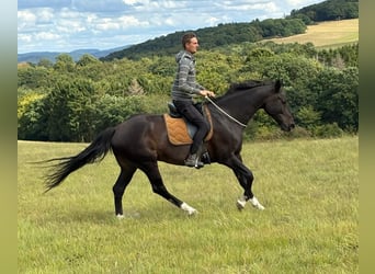 German Riding Horse, Gelding, 16 years, 16,1 hh, Bay-Dark