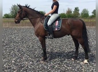 German Riding Horse, Gelding, 16 years, 17 hh, Brown