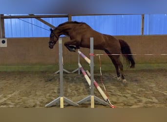 German Riding Horse Mix, Gelding, 17 years, 15 hh, Chestnut