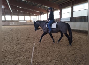 German Riding Horse, Gelding, 17 years, 16 hh, Black
