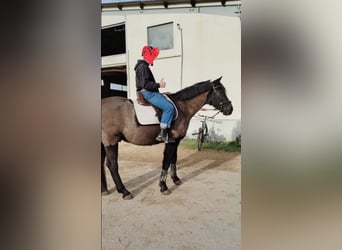 German Riding Horse, Gelding, 17 years, 16 hh, Black