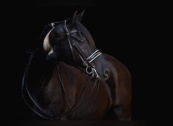 German Riding Horse, Gelding, 17 years, 16 hh, Black