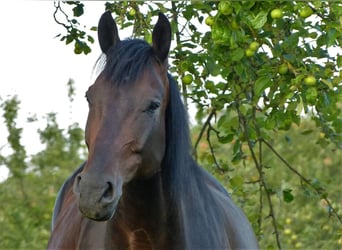 German Riding Horse Mix, Gelding, 17 years, 17 hh, Bay-Dark