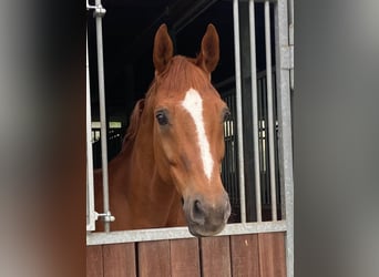 German Riding Horse, Gelding, 19 years, 16,1 hh, Chestnut-Red
