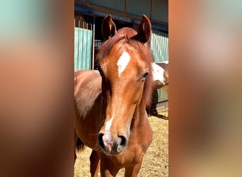 German Riding Horse, Gelding, 1 year, 16.2 hh, Chestnut-Red