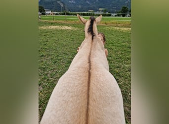 German Riding Horse, Gelding, 1 year, 16 hh, Buckskin
