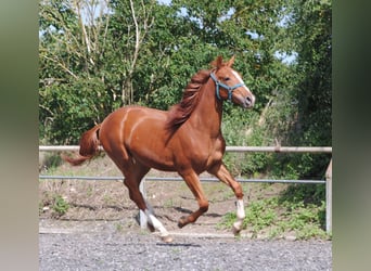 German Riding Horse, Gelding, 1 year, Chestnut-Red