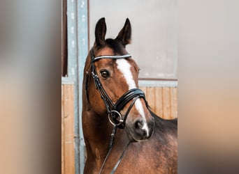 German Riding Horse, Gelding, 20 years, 16 hh