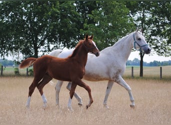 German Riding Horse, Gelding, 2 years, Chestnut-Red
