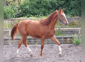 German Riding Horse, Gelding, 2 years, Chestnut-Red