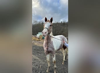 German Riding Horse Mix, Gelding, 3 years, 15.1 hh, Overo-all-colors