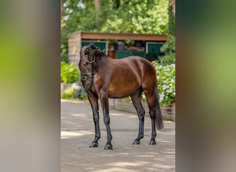 German Riding Horse, Gelding, 3 years, 15.2 hh, Black