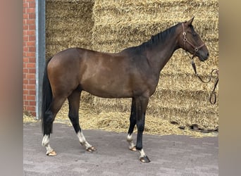 German Riding Horse, Gelding, 3 years, 15.2 hh, Brown