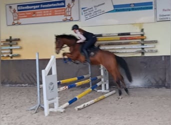 German Riding Horse, Gelding, 3 years, 15.2 hh, Brown