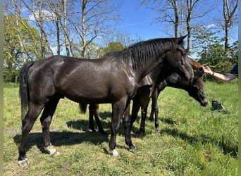 German Riding Horse Mix, Gelding, 3 years, 15.3 hh, Black