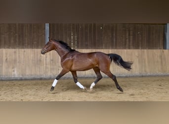 German Riding Horse, Gelding, 3 years, 15.3 hh, Brown