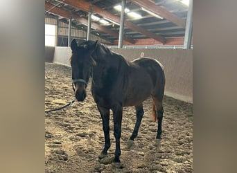 German Riding Horse, Gelding, 3 years, 15,1 hh, Smoky-Black
