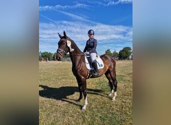 German Riding Horse, Gelding, 3 years, 16.1 hh, Bay-Dark