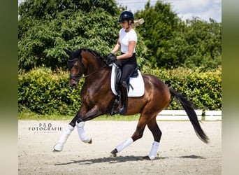 German Riding Horse, Gelding, 3 years, 16,1 hh, Bay-Dark